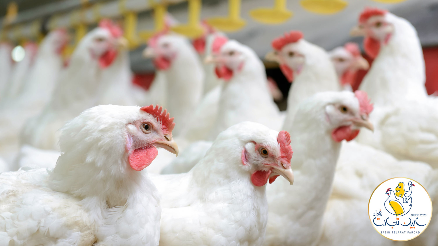 صنعت پرورش مرغ و تخم مرغ با خطر ورشکستگی مواجه است