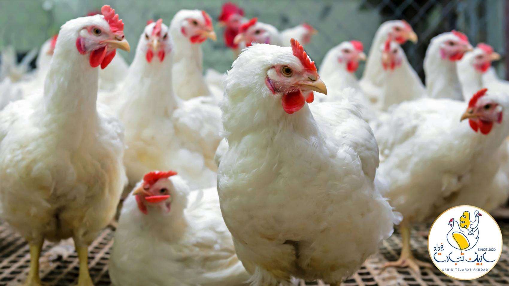 بزرگترین صنایع غذایی در ایران صنعت مرغ و تخم مرغ است