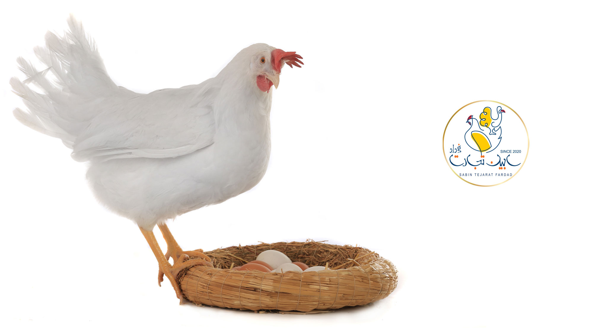 تکمیل شدن ظرفیت ماهانه تولید تخم مرغ در کشور
