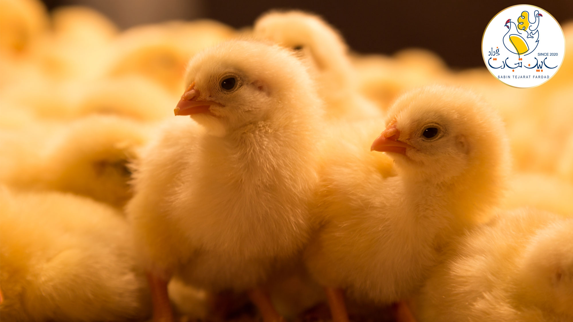 افزایش جوجه ریزی و کاهش قیمت مرغ