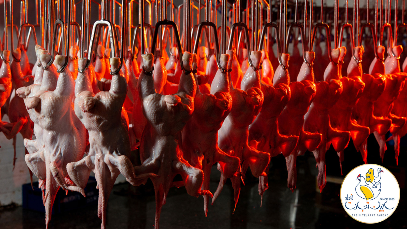 ۱۰۰۰ تن مرغ هر روز در مازندران کشتار و‌ توزیع می شود