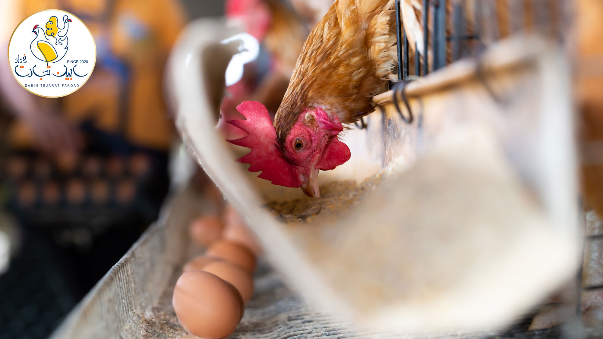 افزایش حذف گله های مرغ تخمگذار