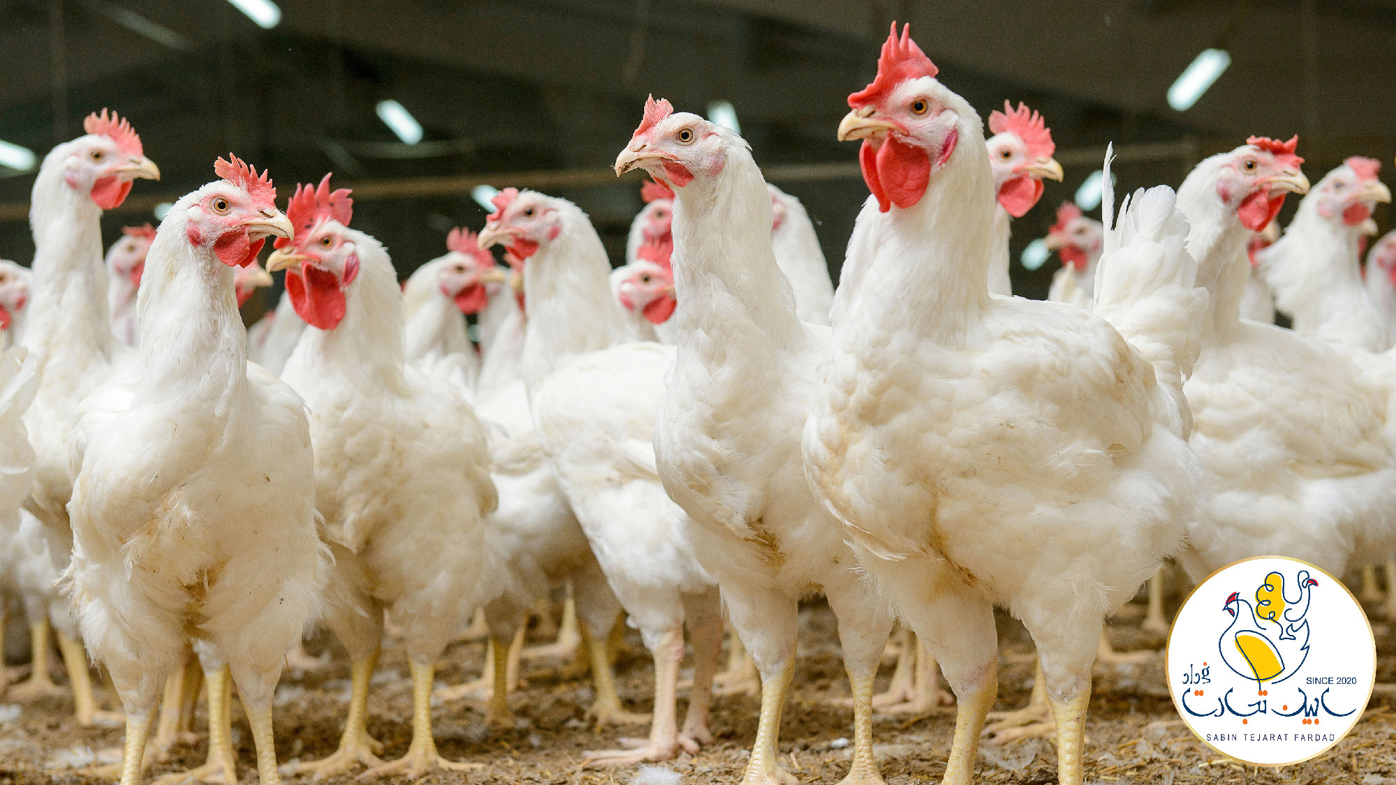 متوقف شدن خرید تولید مازاد مرغداران