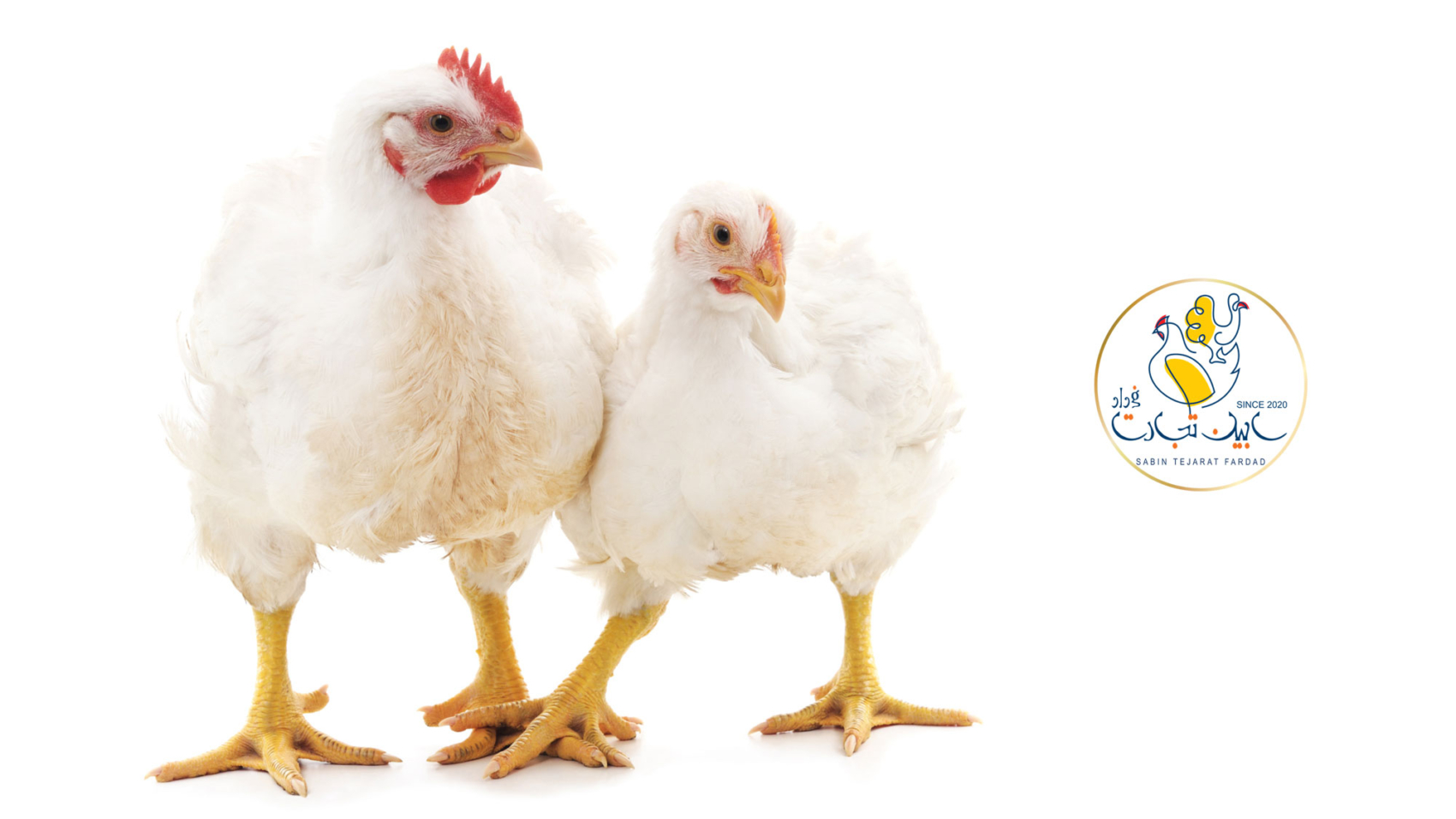 کاهش سایز مرغ مطابق با استانداردهای جهانی