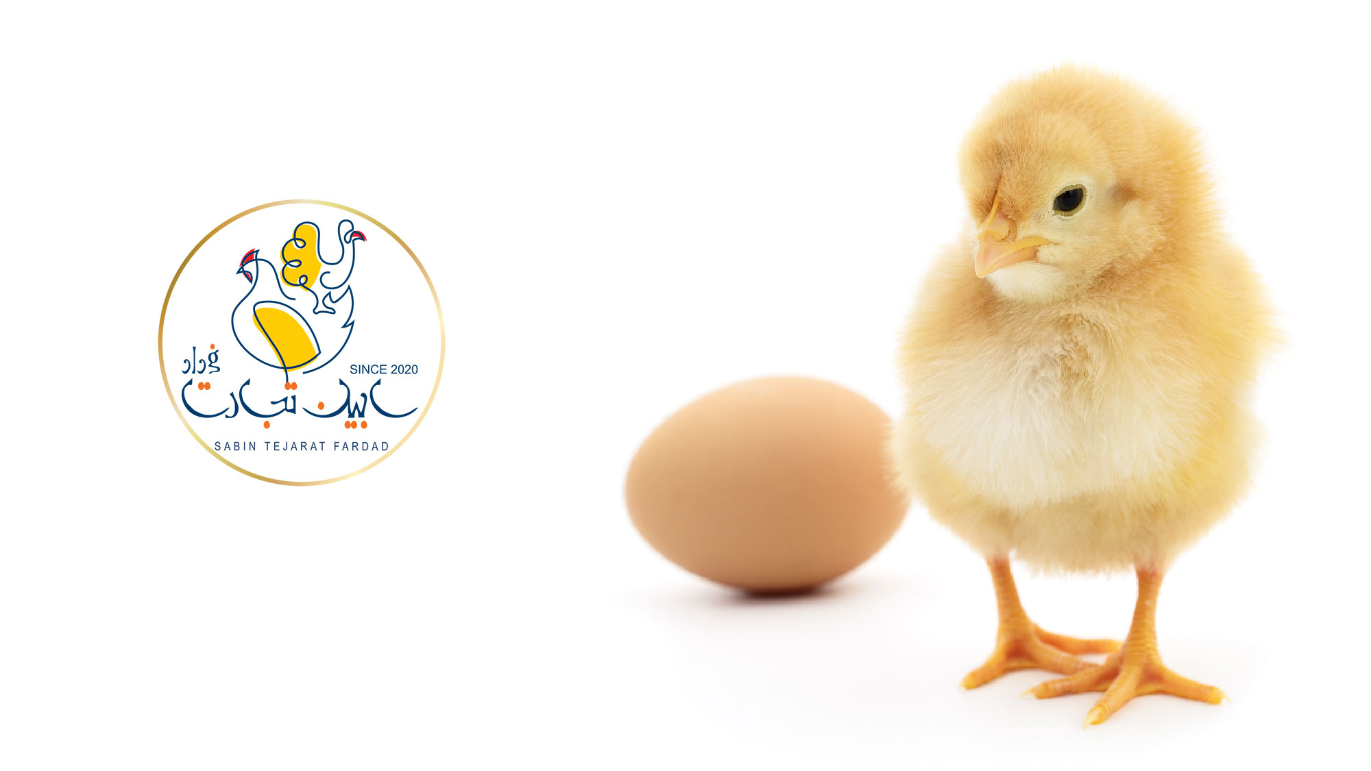راهی برای پایان دادن به معدوم سازی جوجه های نر با اصلاح ژنتیکی مرغ